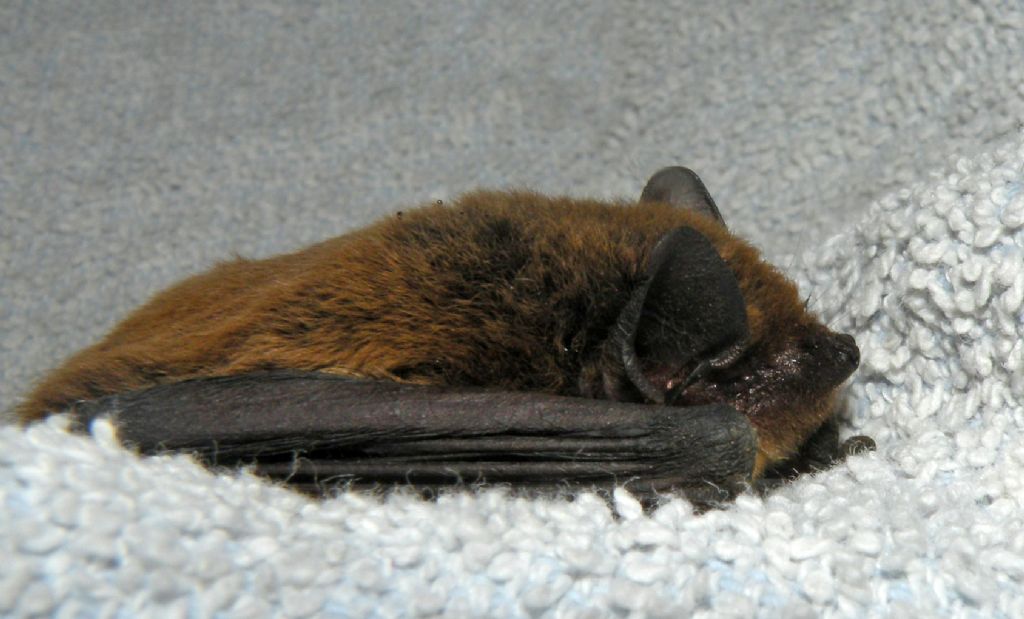 Pipistrello nano?